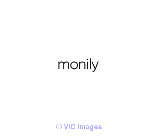 Monily Bookkeeping Service