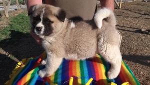 Home Raised Akita Puppies Available For Caring Homes (612) 430-9094