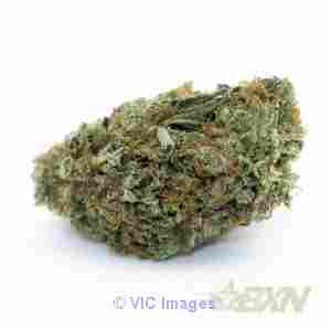 Dark Side of the Moon- BudExpressNow.ca