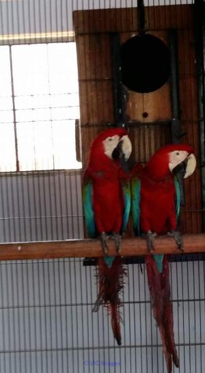 GREEN WING MACAWS TALKATIVE FOR ADOPTION