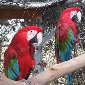 Greenwing Macaws Pair For Adoption
