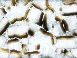 Agate Slab