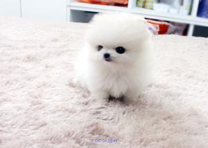 Pomeranian Ready To Go for adoption free