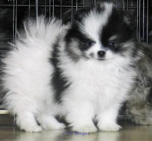 wonderful pomeranian puppies for rehoming