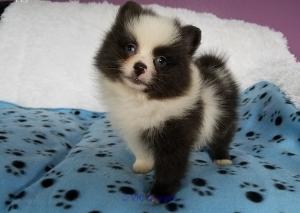 Excellence pomeranian puppies for re homing