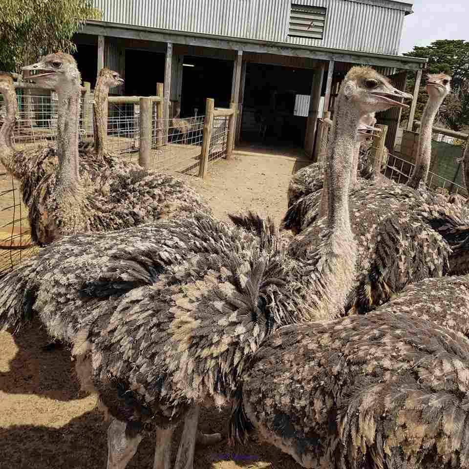 ostrich chicks, hatching eggs and other Birds for sale