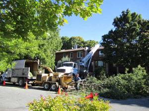Calgary Tree Removal Business for sale