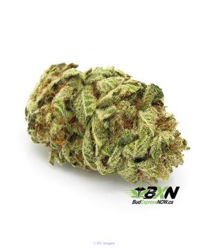 Violator  ON SALE ($249.99/OZ)