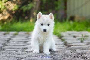 Siberian Husky Puppy For Sale - 786-480-5124