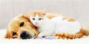 House Call Vet In Toronto | Mobile Veterinary Services