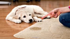 Rug Stain @ 1 587-777-2788