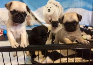 Chiots carlin étonnants