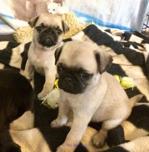 amazing Male & Female Pug puppies