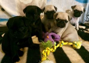 Available Pug puppies