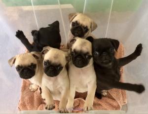 Pug puppies for sale