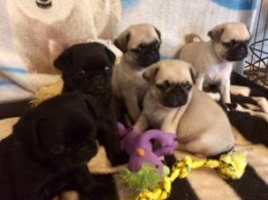 PUG PUPPIES