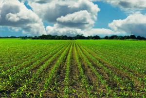 Agricultural Businesses Wanted