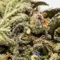 Buy Weed Online Call At 1 305 340 0120