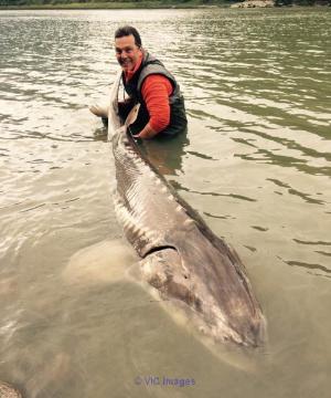 Fraser River Sturgeon Fishing