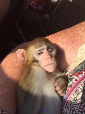 VALABLE BEBE SINGE DISPONIBLE POUR ADOPTION