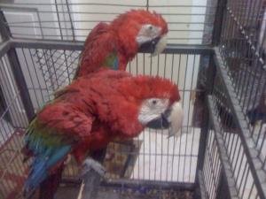 Greenwing Macaws For Rehoming