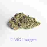 Violator Kush - Indica ($98/oz)