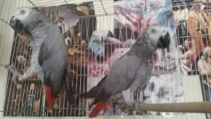 TALKATIVE AFRICAN GREYS FOR ADOPTION