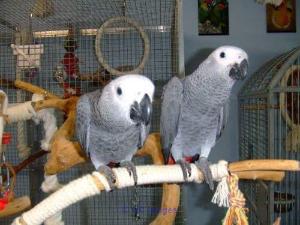 AFRICAN GREY PARROTS FOR REHOMING