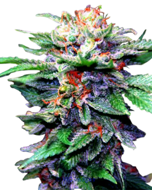 High Class Cannabis Seeds For Sale