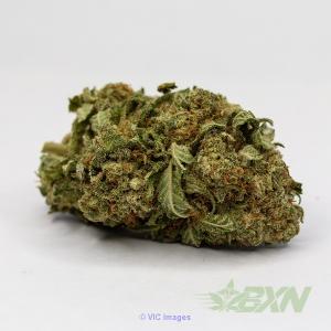 Pre-98 Bubba Kush - BudExpressNOW.ca