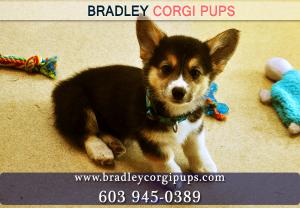 Cheap Corgi Puppies for Sale | Full Breed Corgi for Sale