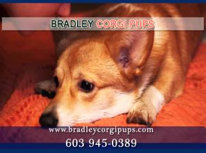 Baby Corgis For Sale | Baby Corgi Price - Bradley Corgi Pups