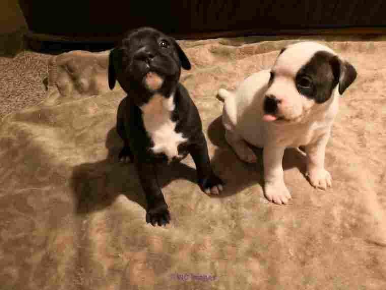 Staffordshire Bull Terrier Dogs and Puppies for sale