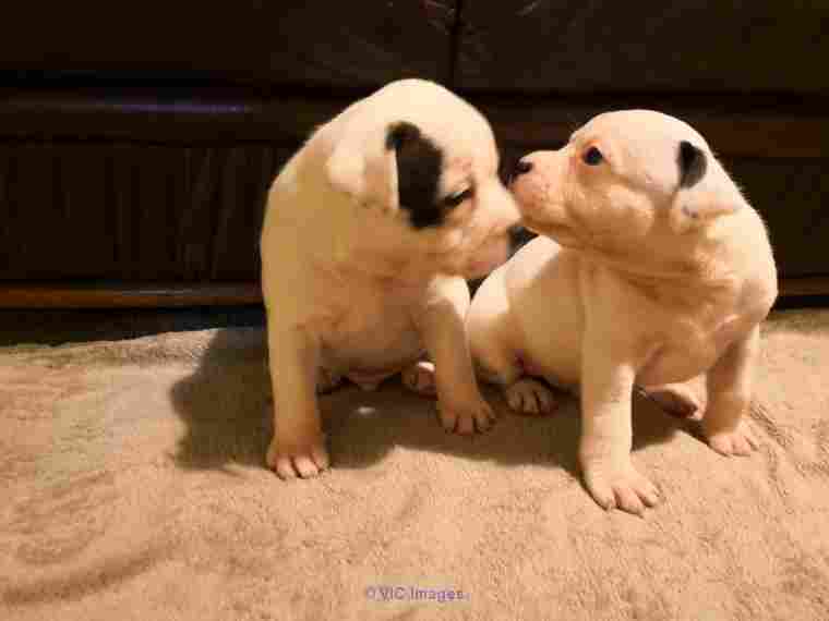 Staffordshire Bull Terrier  Puppies for sale