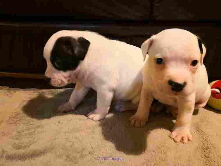 Loving Staffordshire Bull Terrier Dogs and Puppies for sale