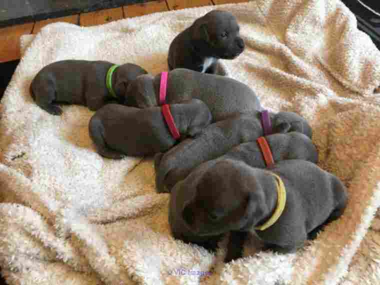 Available  Staffordshire Bull Terrier puppies