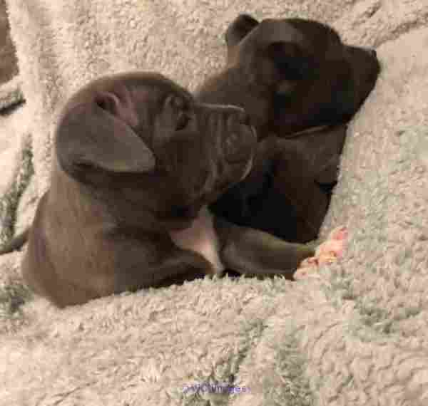 Good looking Staffordshire Bull Terrier puppies