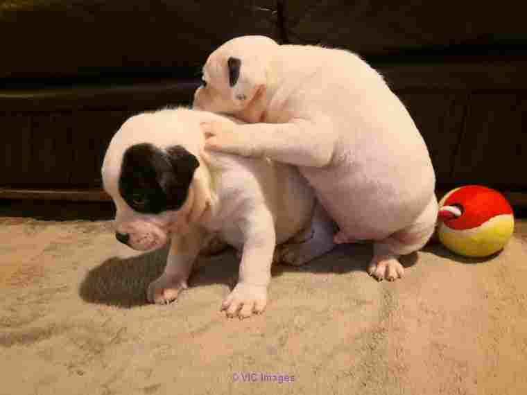 Our Staffordshire Bull Terrier puppies