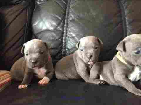 Staffordshire Bull Terrier Dogs and Puppies for sale