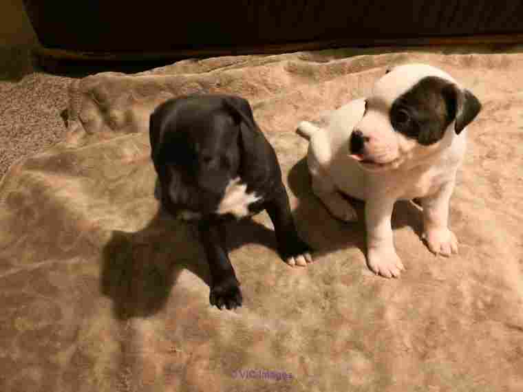 Our Staffordshire Bull Terrier puppies are ready for their new home