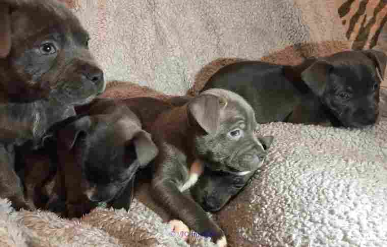 registered Staffordshire Bull Terrier puppies