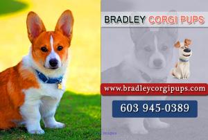 Baby Corgis For Sale | Baby Corgi Price - Bradley Corgi Pups