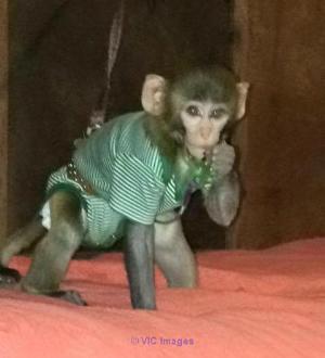 MAGNIFIQUE BEBE SINGE POUR ADOPTION