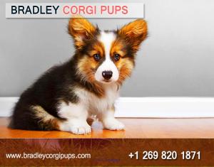 Pure Corgi For Sale | Baby Corgi Puppies For Sale - Bradley Corgi Pups