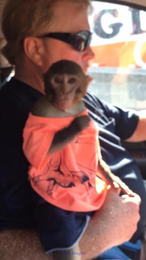 MAGNIFOQUE BEBE SINGE POUR ADOPTION