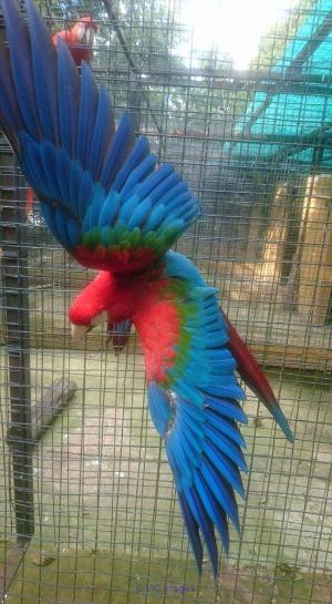 Greenwing Macaws available For Adoption