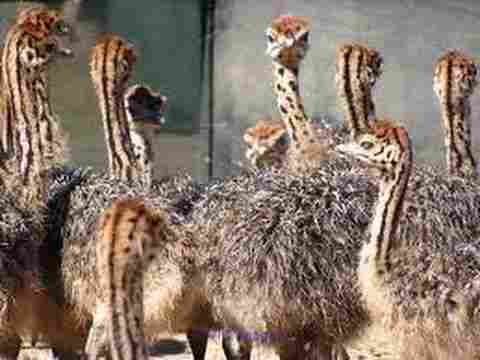 Healthy ostrich chicks for sale