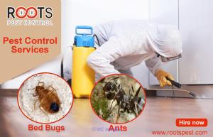Professional Bed Bugs Control Service in Canada