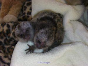 Pygmy Marmoset Monkey Available