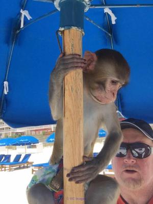 FRIENDLY BABY MONKEY FOR ADOPTION